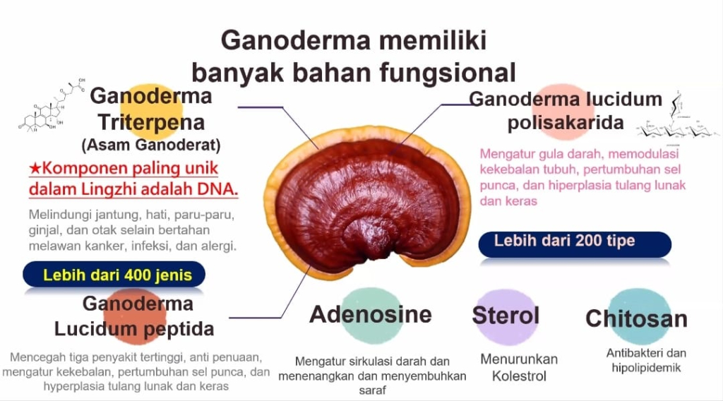 Ganoderma memiliki banyak bahan fungsional